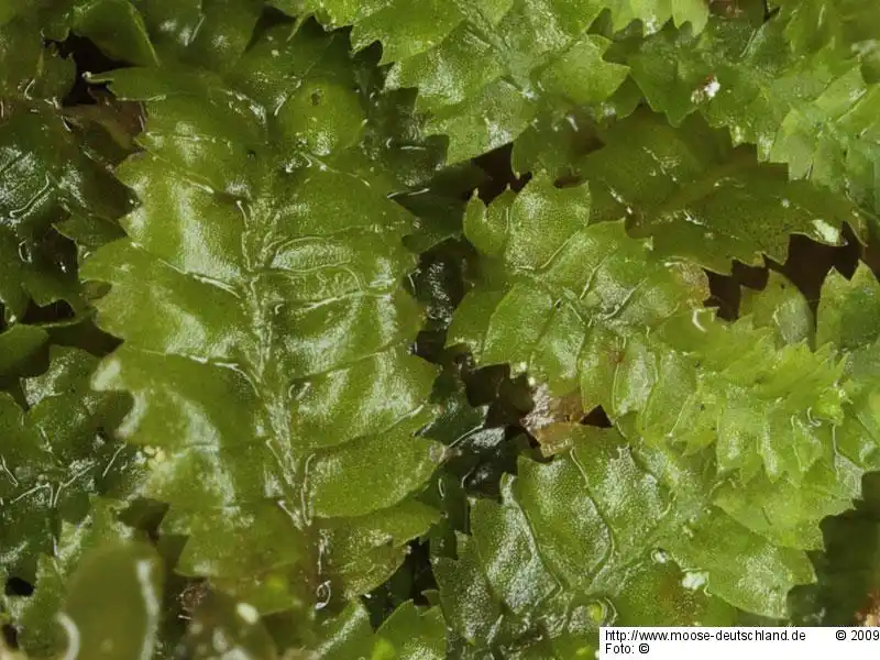 Fotografie Geocalyx graveolens (Schrad.) Nees