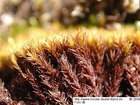 Grimmia elongata Kaulf.