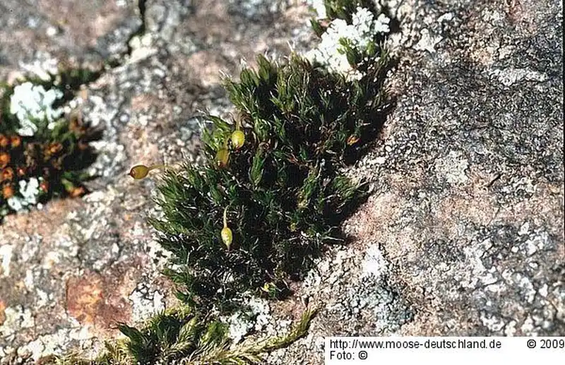 Fotografie Grimmia trichophylla Grev.