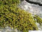 Hedwigia ciliata (Hedw.) P.Beauv. var. ciliata