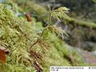 Hylocomium brevirostre (Brid.) Schimp.