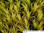Hymenostylium recurvirostrum (Hedw.) Dixon