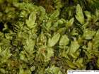 Jungermannia pumila With.