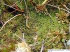 Kurzia pauciflora (Dicks.) Grolle