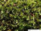 Leptodictyum riparium (Hedw.) Warnst.