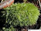 Leucobryum glaucum (Hedw.) Ångstr.