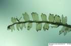 Lophocolea minor Nees