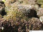Marsupella brevissima (Dumort.) Grolle