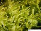 Metzgeria fruticulosa nom. illeg.