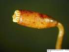 Mnium thomsonii Schimp.