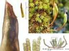 Oligotrichum hercynicum (Hedw.) Lam. & DC.