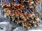 Orthothecium rufescens (Dicks. ex Brid.) Schimp.
