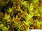Orthotrichum gymnostomum Bruch ex Brid.