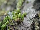 Orthotrichum tenellum Bruch ex Brid.