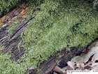 Plagiothecium latebricola Schimp.