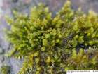 Platygyrium repens (Brid.) Schimp.