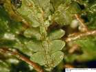 Porella cordaeana (Huebener) Moore