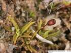 Pottia commutata Limpr.