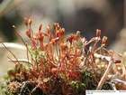 Pottia heimii (Hedw.) Hampe