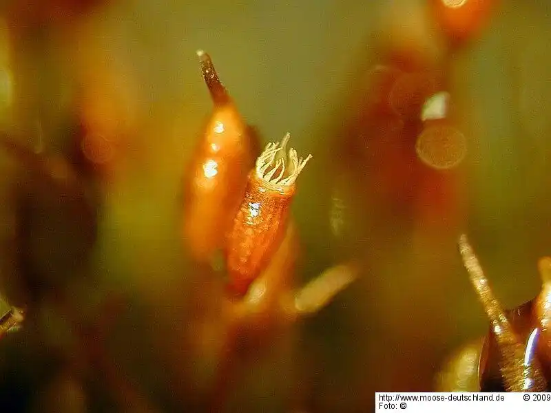 Sporophyt | Foto von Michael Lüth