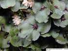 Preissia quadrata (Scop.) Nees