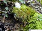 Pterygoneurum subsessile (Brid.) Jur.
