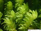 Racomitrium aciculare (Hedw.) Brid.
