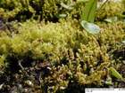 Racomitrium ericoides (Brid.) Brid.