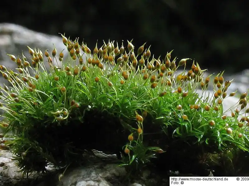 Habitus | Foto von Dr. Oliver Dürhammer