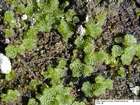 Riccia cavernosa Hoffm.