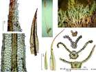 Saelania glaucescens (Hedw.) Broth.