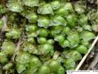 Scapania nemorea (L.) Grolle