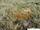 Sphagnum balticum (Russow) C.E.O.Jensen