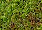 Sphagnum capillifolium (Ehrh.) Hedw.