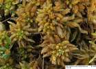 Sphagnum papillosum Lindb.