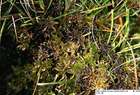 Sphagnum subsecundum Nees
