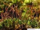 Tetraphis pellucida Hedw.