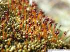 Tetraplodon urceolatus (Hedw.) Bruch & Schimp.