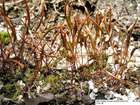 Tortula subulata Hedw.