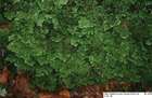 Trichocolea tomentella (Ehrh.) Dumort.